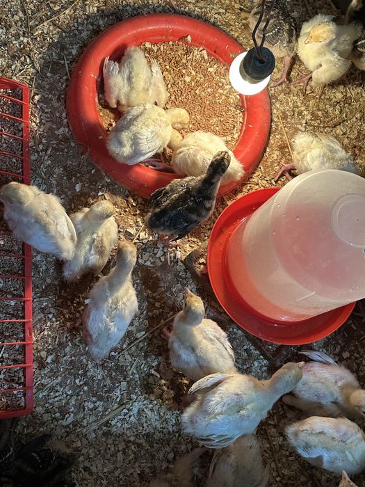 Vând pui de carne, rasă mixtă și pui de curcă!