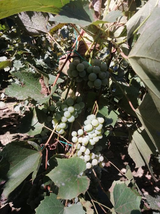 Struguri Capsunica Alba