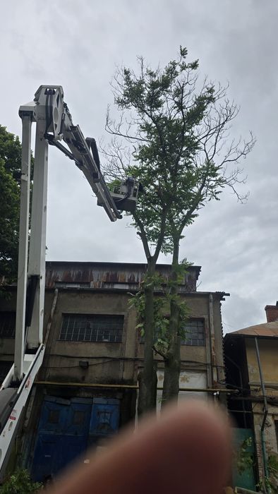 Taiere toaletare copaci evacure rezultat lemnos în tot Bucureștiul