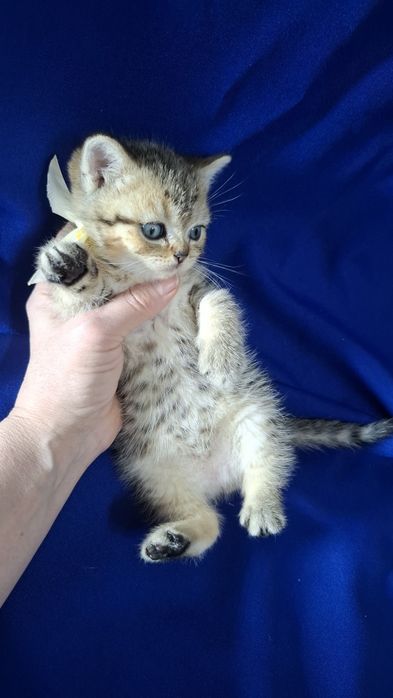 Котята от правильной вязки шиншилла