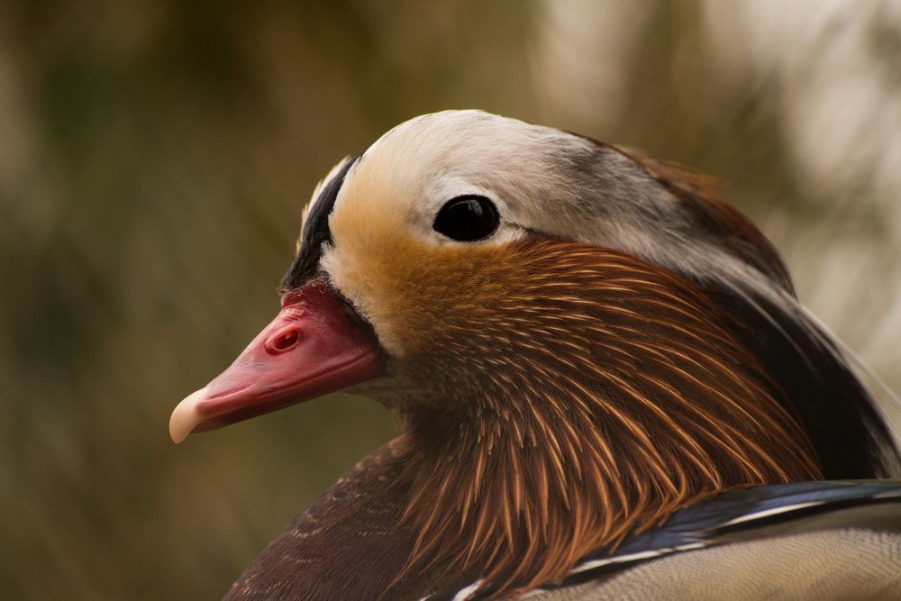 #2 Nikon фотоапарат + два обектива и аксесоари Никон