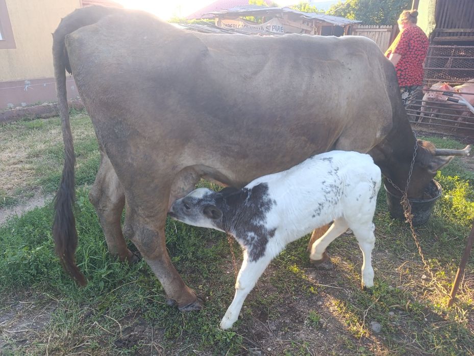 Vaca cu vițel albastru belgian