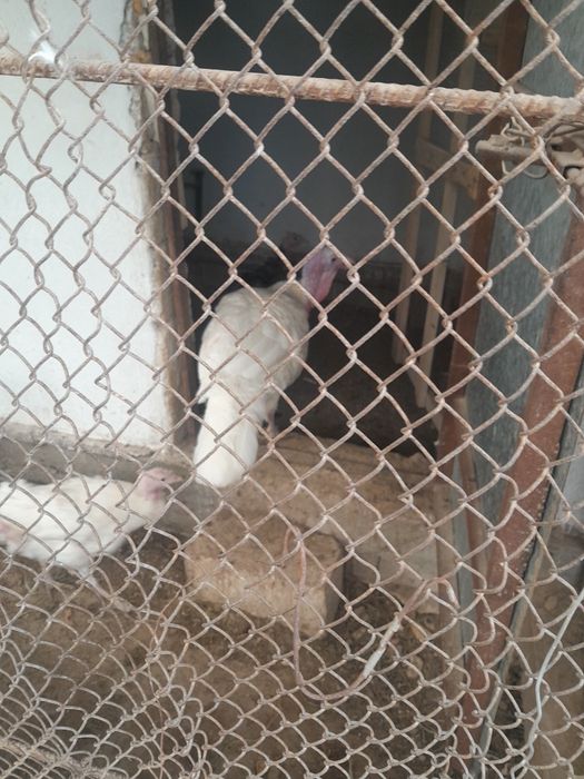 Арзан тауық сатылады.