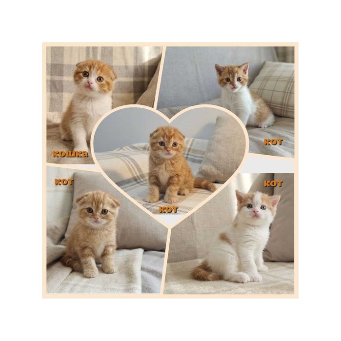 Шотландские котята из питомника — выберите своего идеального малыша