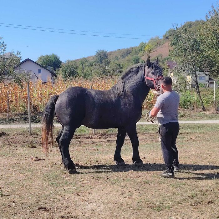 Vând mânz  sur  de 3 ani , cuminte și învățat la  căruță