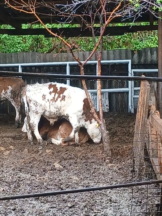 Бычки породы "Симментал"