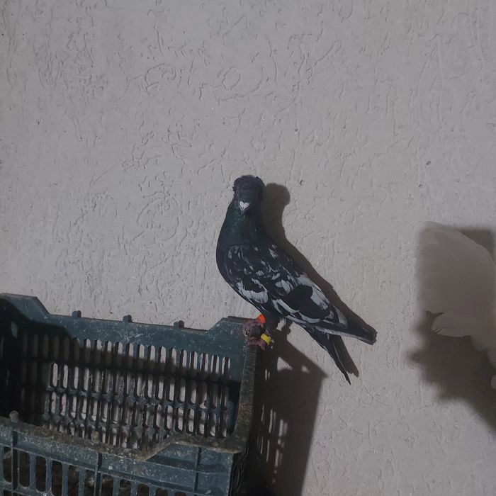 Шалхар самец лет игра винтавой