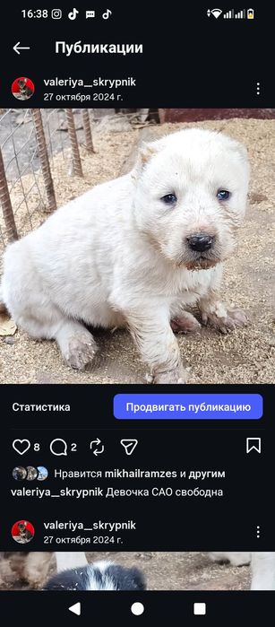 Щенки САО Алабай