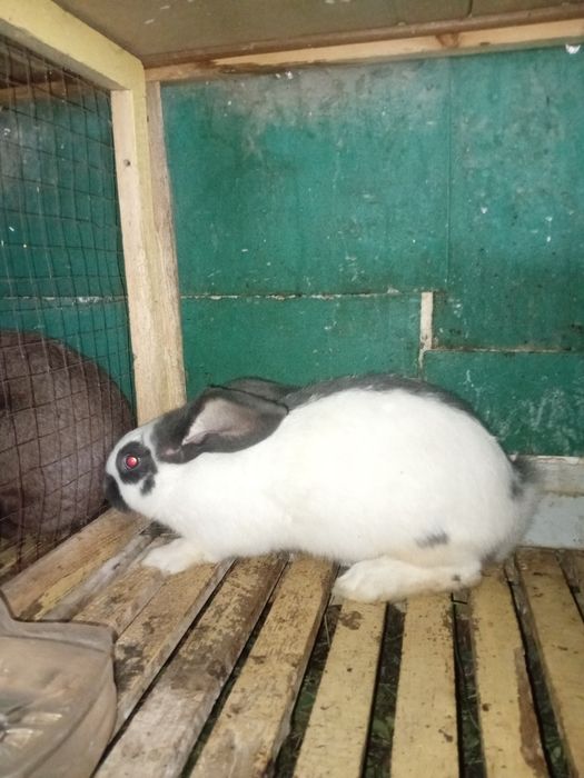 Продам кролика породы НПВ (Строкач)