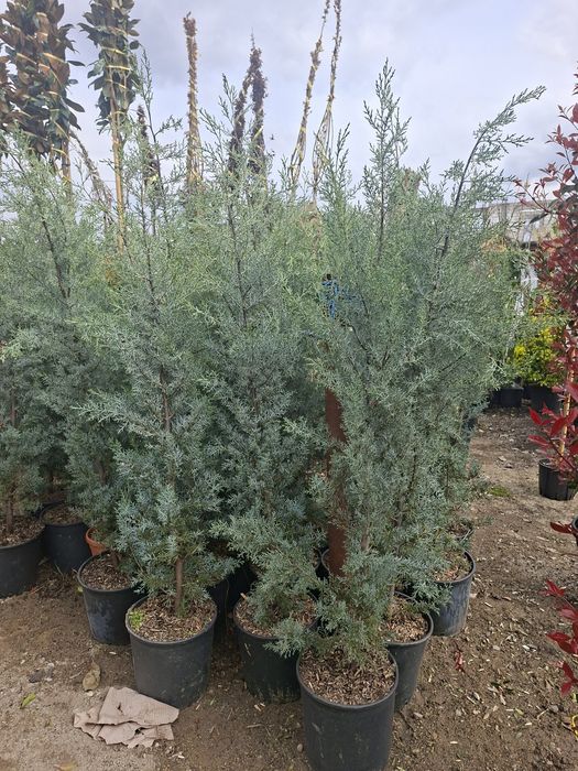 Cupressus arizonica