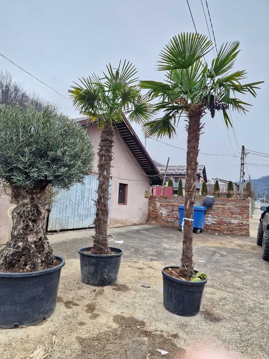 Plante Ornamentale De orice specie Oriunde In tara
