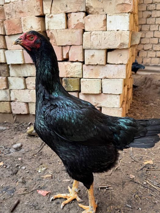 Dakan tovuq tuhumlari