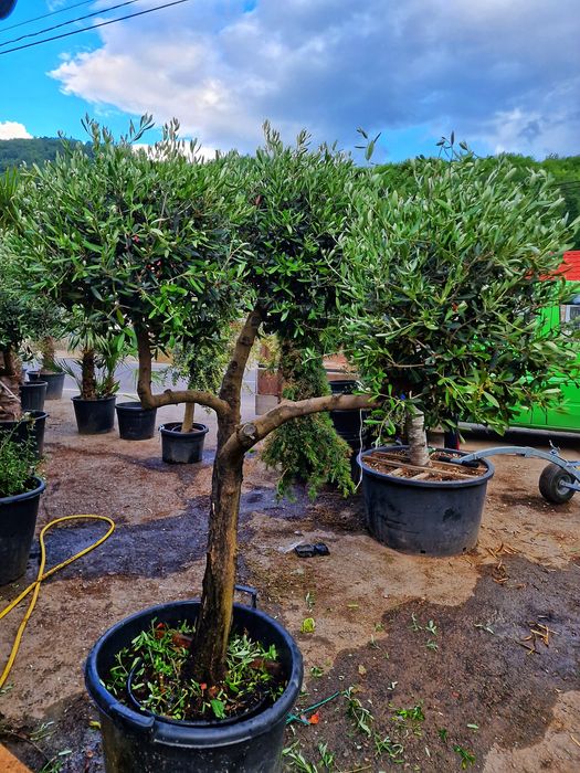 Plante exotice, palmieri, lamai, mandarin, portocal, maslini, bonsai..