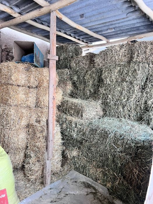 Srochna sotiladi 10 ta qoy bor 4500 mindan