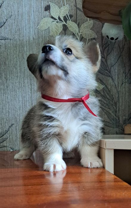 Вельш Корги Пемброк
