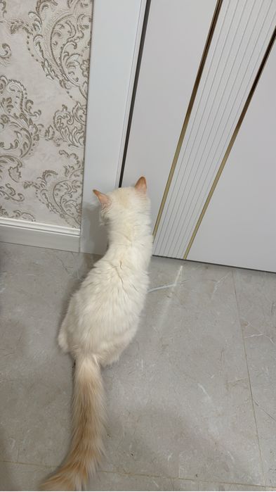 Отдам в добрые руки  котика