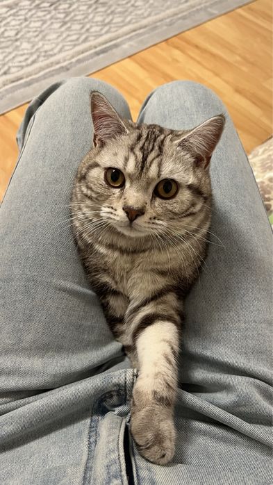 Отдам кота в добрые руки