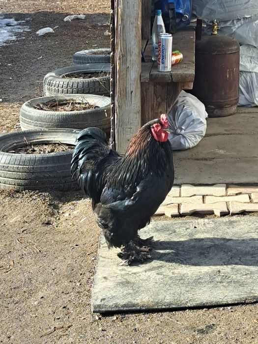 Атеш 5 жыл болды