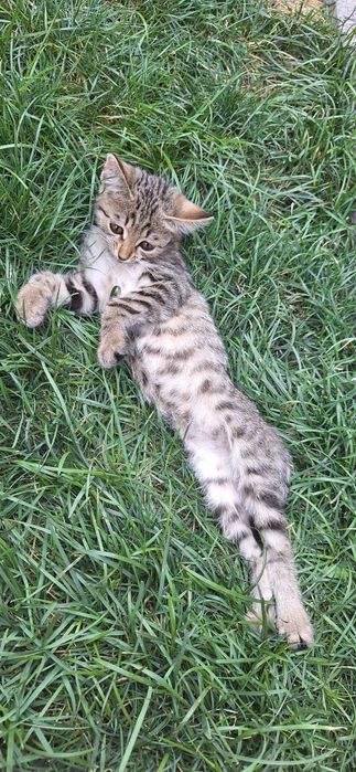 Кошка с котятами