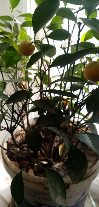 Продаю карликовый мандарин