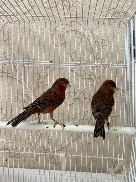 Канарейки разьное