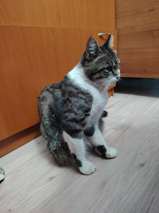 Отдам кота в добрые руки