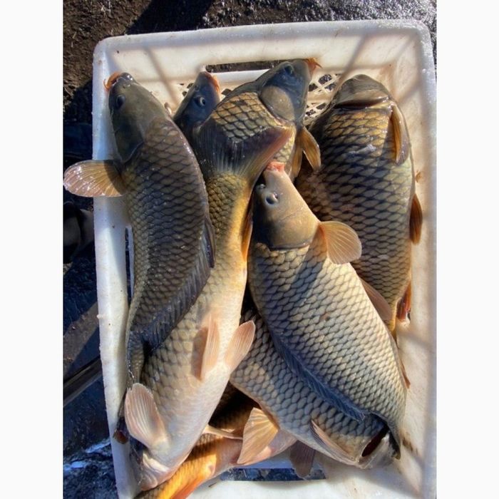 Живая рыба, сазан, карп