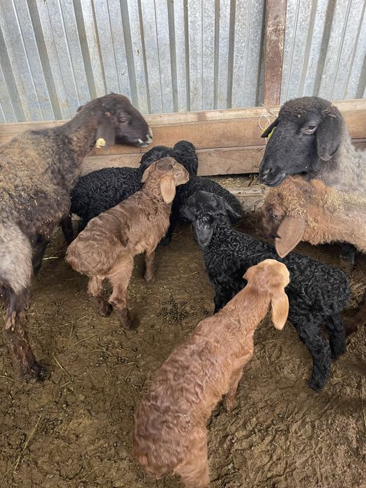 Козылы койлар бараны