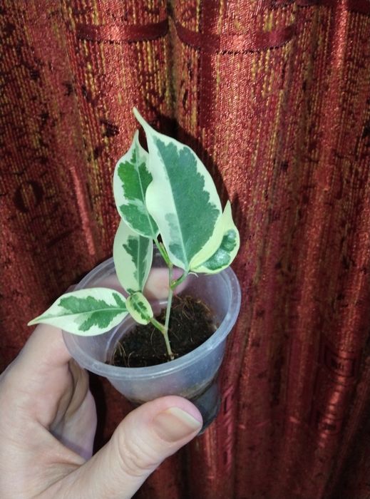 Комнатные растения