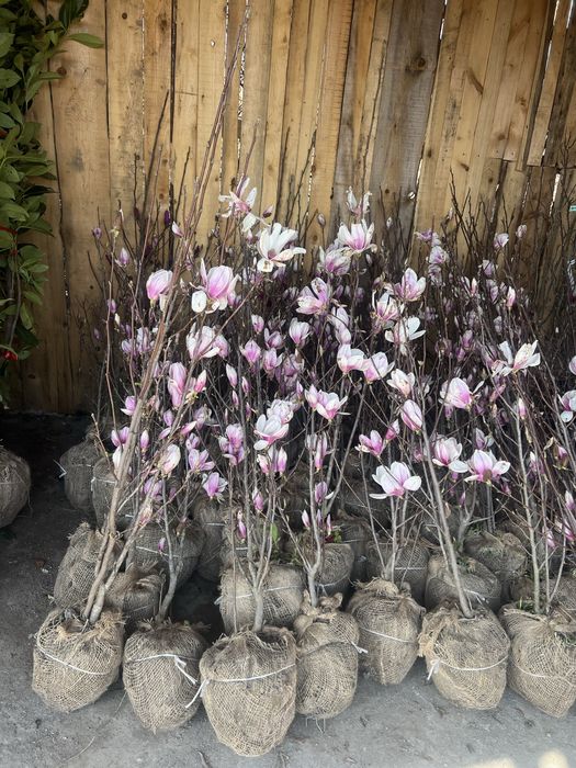 Magnolia ceva spectaculos