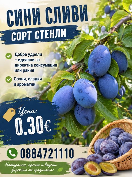 Продаваме сини сливи - за прясна консумация или ракия