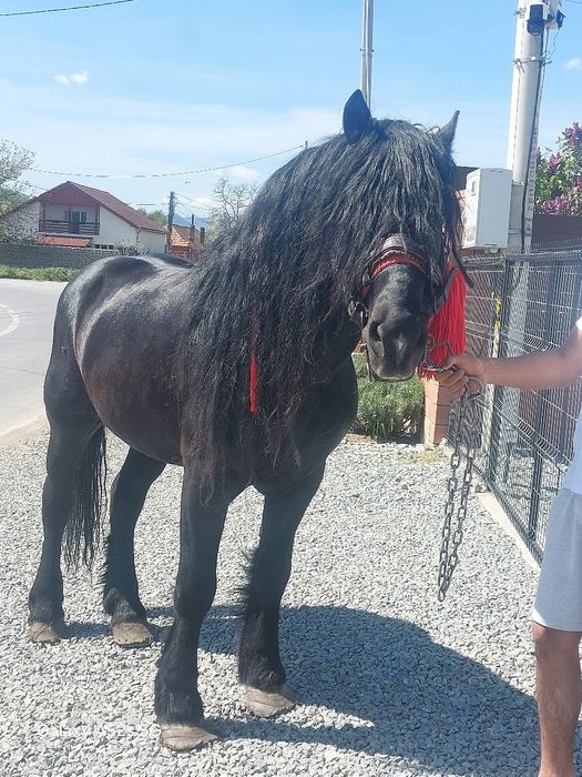 Armasar  de vânzare