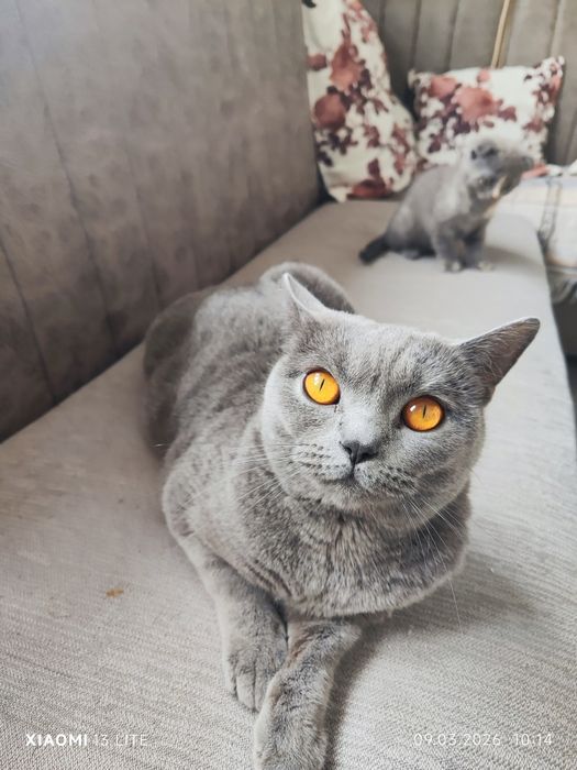 Skotish fold mushkcha sotiladi