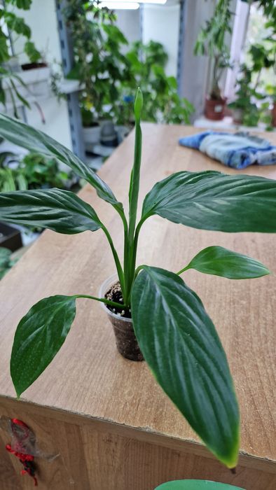 Женское счастье или Спатифиллум