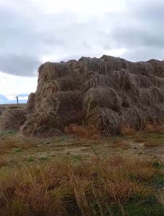 Продам сено житняк