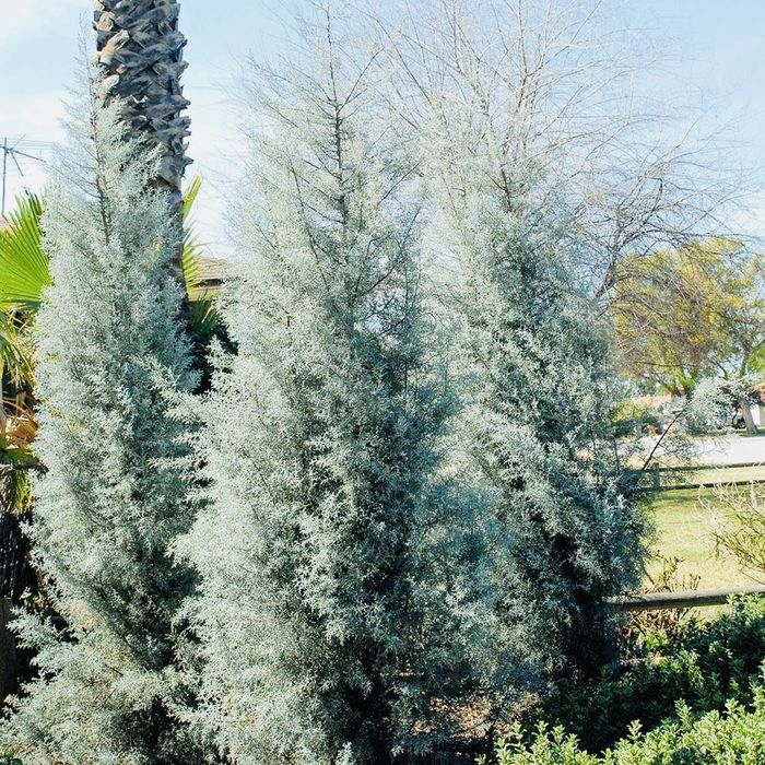 Chiparos de arizona, gard viu sau solitar