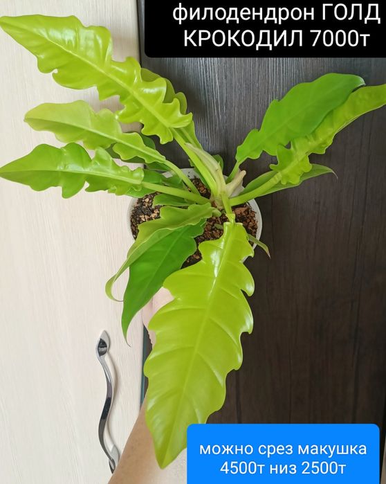 Филодендрон Минарум 5800т