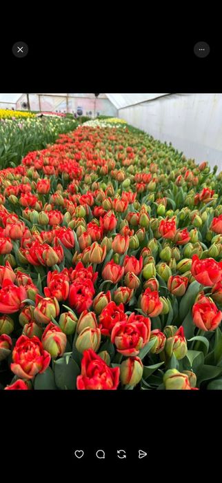 Корпаративные букеты из тюльпан