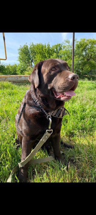 Есть на бронь лабрики-шоколадки