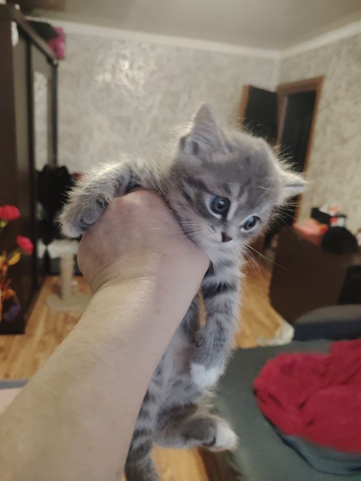 Британский малыш