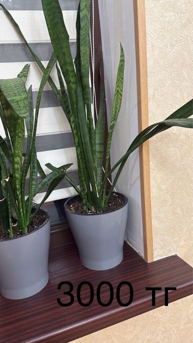 Комнатные цветы.