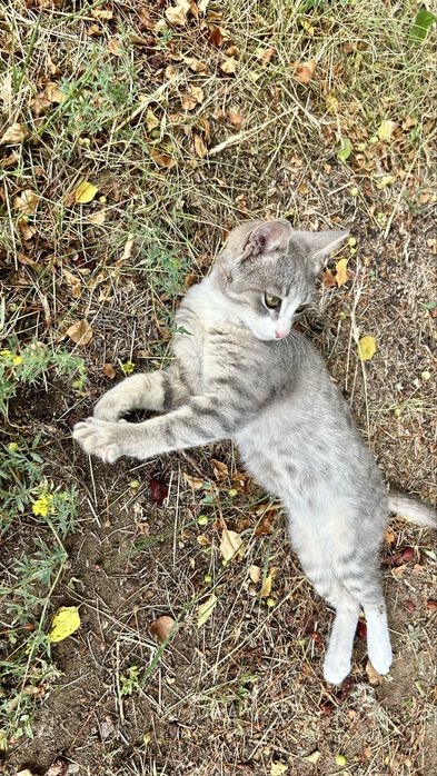 Котенок мальчик 3 мес