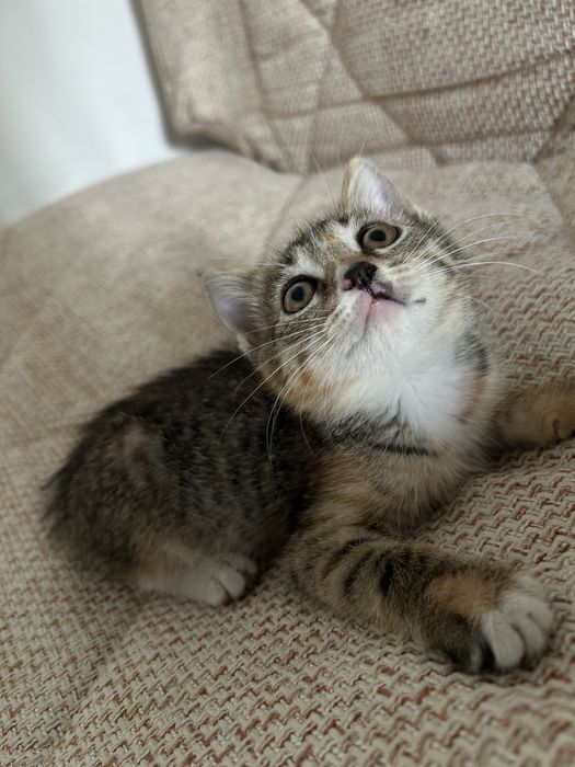 Отдам котенка в хорошие руки!