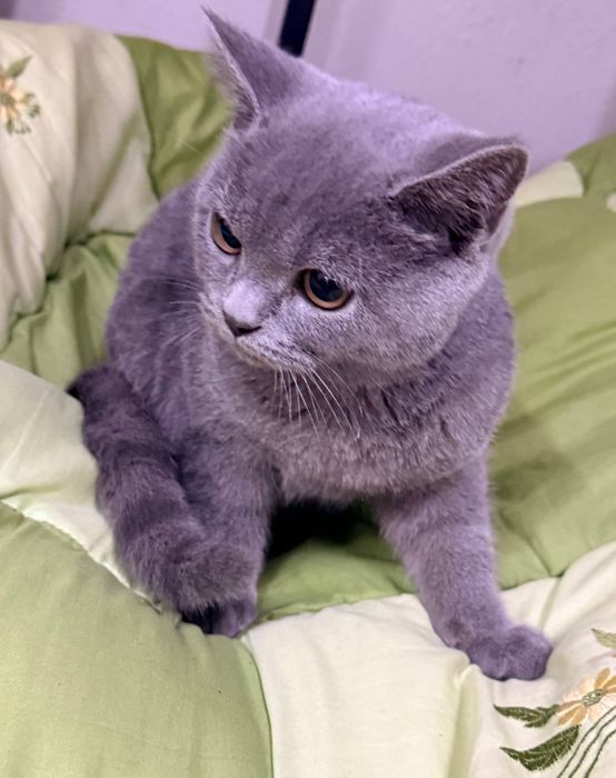 Britaniya zotdor mushugi 6 oylik