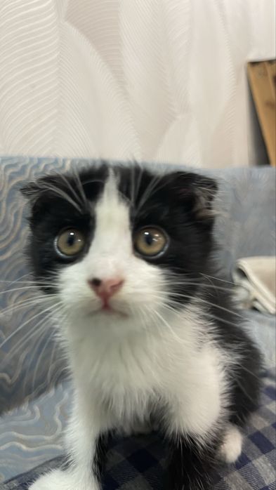 Котенок бесплатно