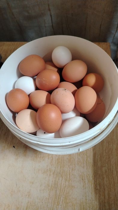 Куры петух на продажу