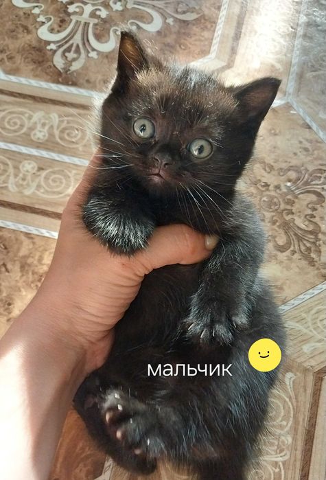Котята скотишстрайт