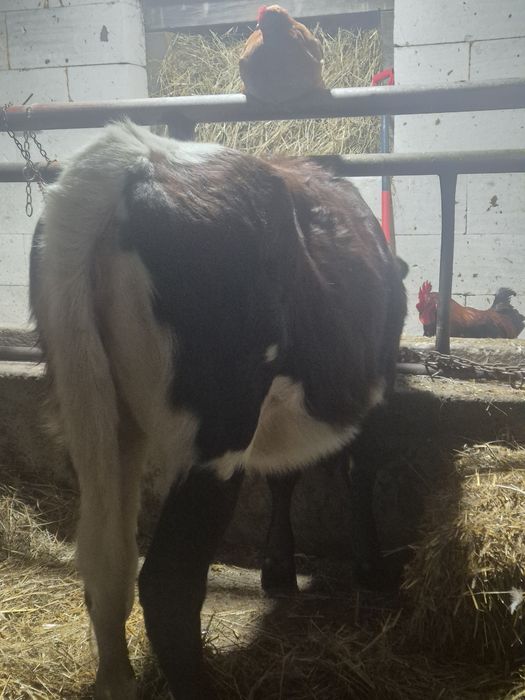 Vand o vitea de 7 luni