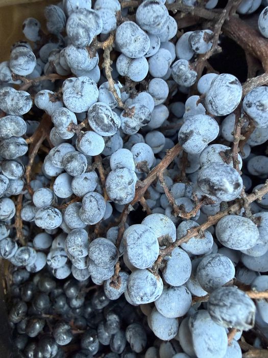 Семена студоустойчива палма Трахикарпус