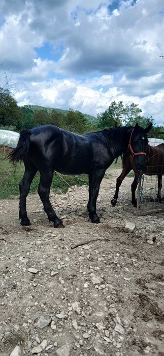 Mânz semigreu de vanzare